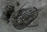 Spiny Devil-Horned Cyphaspis Trilobite Cluster - Mrakib, Morocco #381606-4